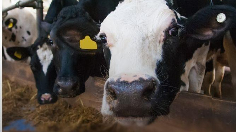 Из-за падения закупочных цен молочники могут приостановить работу – СМИ