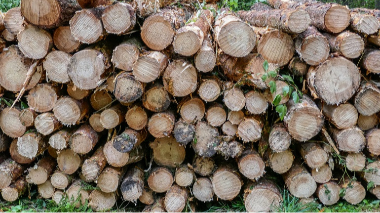 Лесная отрасль Украины получила рекордную прибыль в 2025 году
