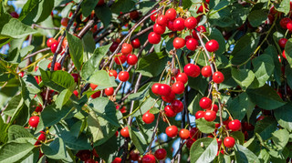 Украина открыла новый рынок сбыта – сможет экспортировать саженцы в ЕС