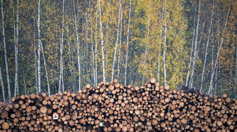 Швеція та Фінляндія закликають ЄС дозволити вирубувати більше лісу