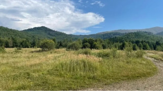 Продажа Левочкину 460 гектаров земли в Карпатах: АРМА проверит победителей аукционов