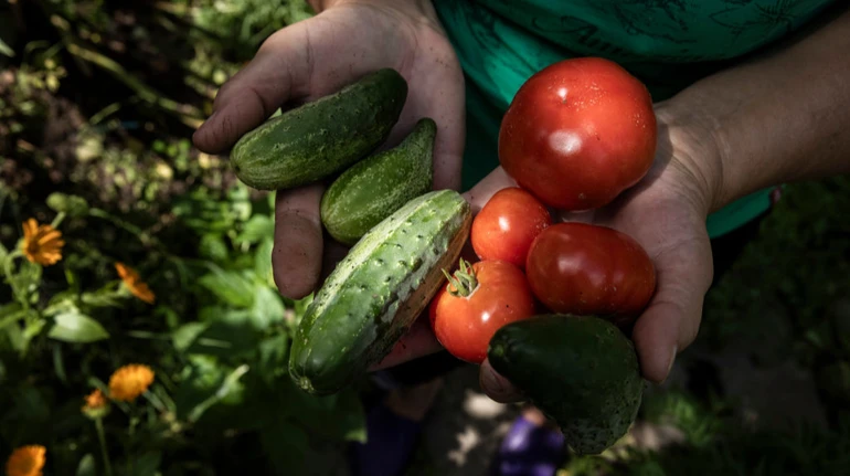 На рынке Украины дешевеют тепличные огурцы и помидоры