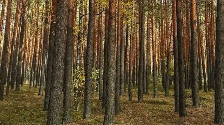 Пораженные вредителями: прокуратура разоблачила лесников, которые наживались на лесозащите