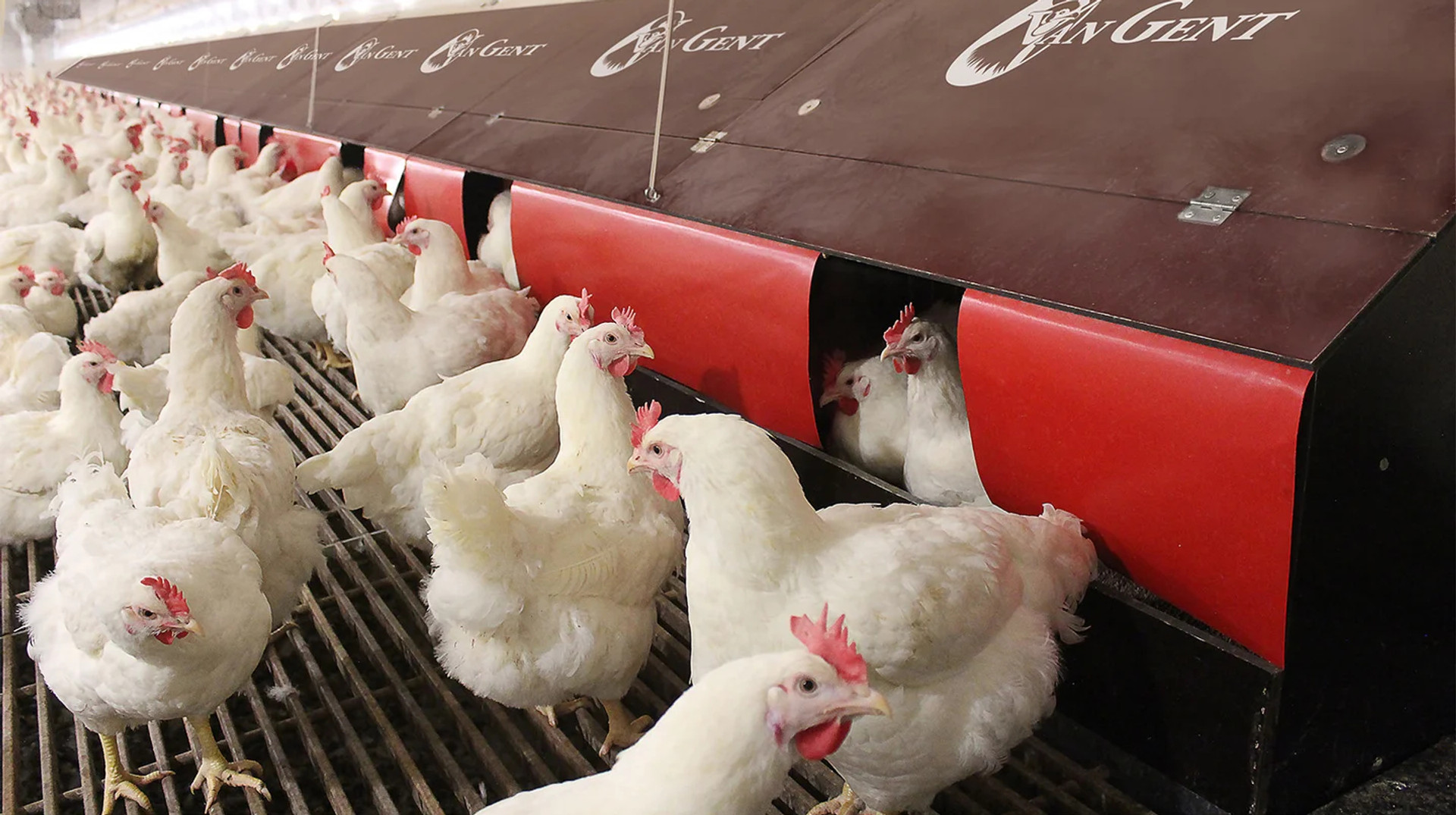 Технології в пташнику: як гнізда Van Gent підвищують ефективність ТОВ Агро-Овен