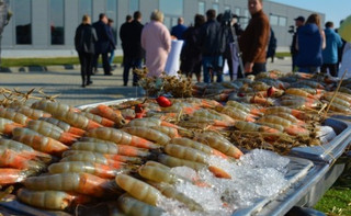 Частинка Тихого океану на Миколаївщині. Як працює найбільша в Європі креветкова ферма