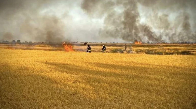 Херсонские фермеры выращивают овощи вместо пшеницы - боятся пожаров