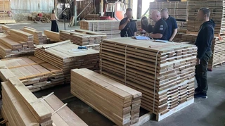 В Киеве ликвидировали многолетнюю схему теневого экспорта древесины