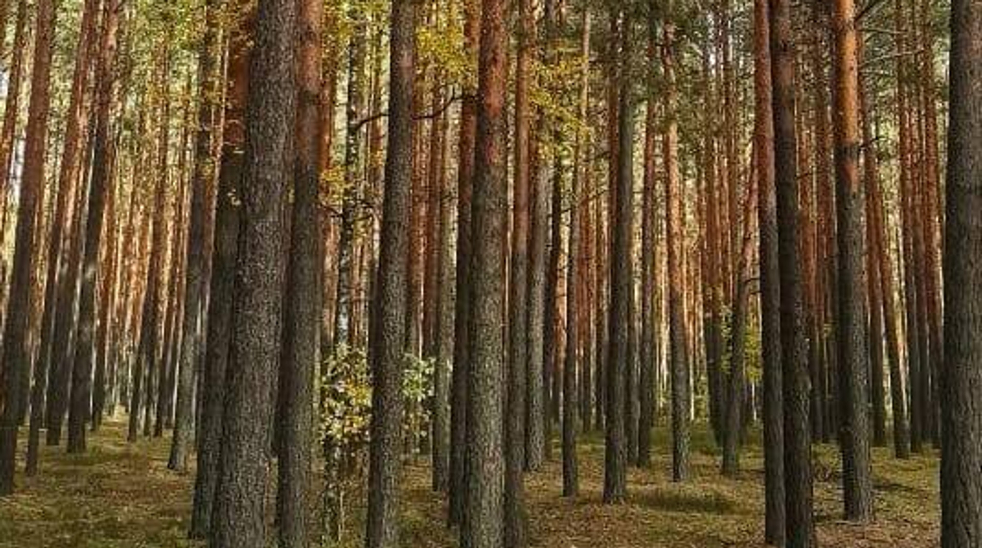 На рынке древесины заработает новая модель гарантий
