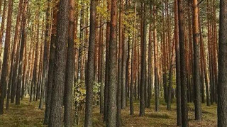 На рынке древесины заработает новая модель гарантий