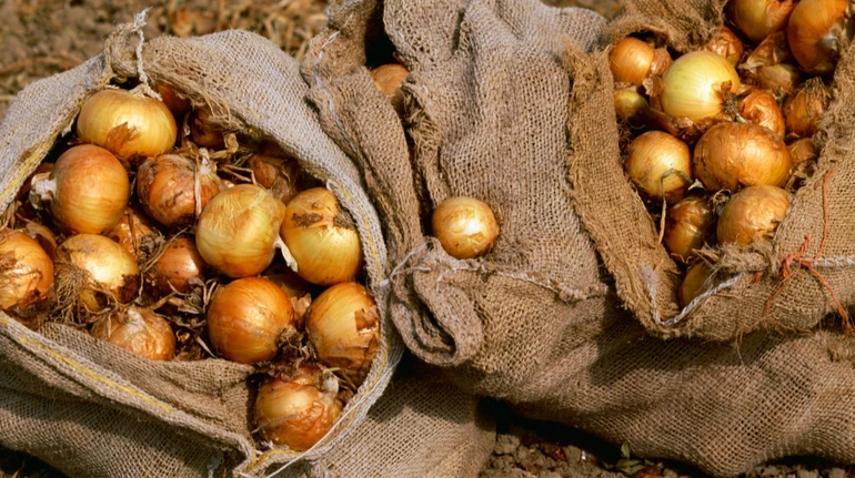 В Украине цены на лук выросли впервые за два месяца: сколько он стоит