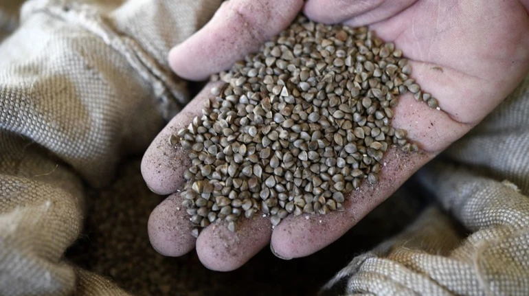 В Україні очікується зростання виробництва гречки у майже 2 рази, проса – в 2,5