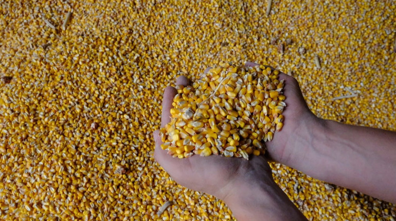 Цена тонны экспорта украинской агропродукции за год выросла в 1,4 раза