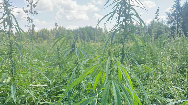 Індустріальний парк МаʼРижани подвоїть обсяги переробки коноплі