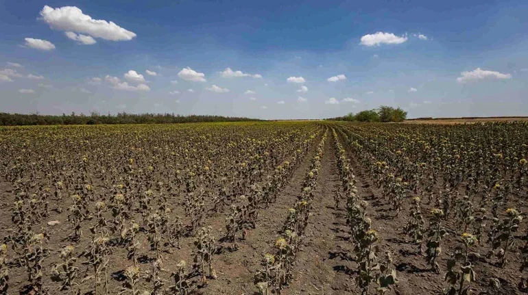 Херсонські аграрії першими отримали компенсації за втрачені посіви