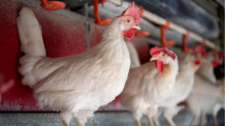 Вместо коров - бройлеры: на Львовщине построят еще одну птицефабрику