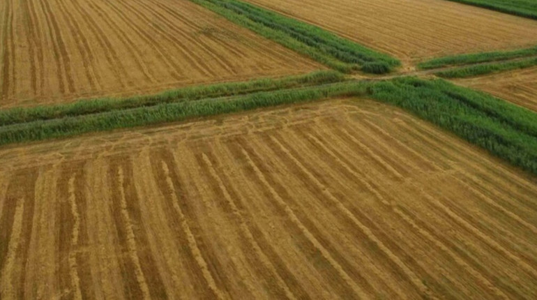 На Волині незаконно передали 9 сільгоспділянок: БЕБ вважає, що держава втратила 8 мільйонів