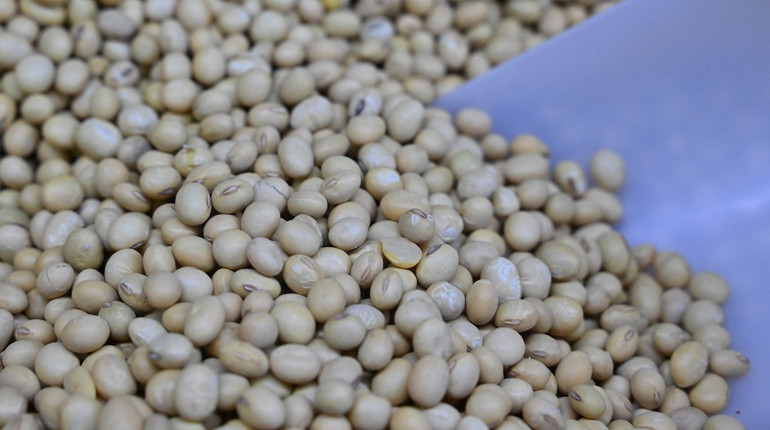 Китай переходит на более дешевую бразильскую сою после выполнения обязательств перед США