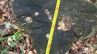 У Лісів України хочуть відсудити рекордну суму збитків за вирубку в нацпарку