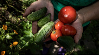 В Раде прогнозируют активное развитие овощехранилищ уже в следующем году