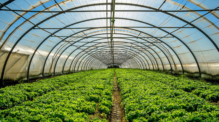 34 миллиона гривен тепличных грантов на ветер: прокуратура вручила подозрения