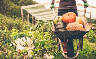 Тест. Що ви знаєте про корисну їжу?