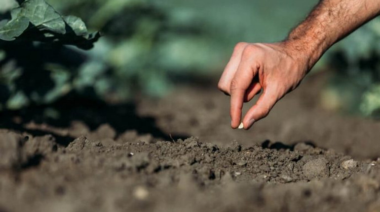 У Земельному банку кажуть, що сільрада на Одещині блокує аукціони: звернулися до НАБУ