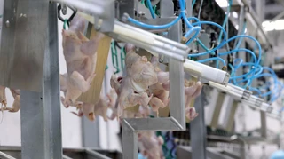 Украина экспортировала в прошлом году почти полмиллиона тонн мяса птицы: крупнейшие покупатели