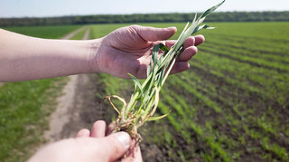В Украине стартует программа поддержки фермеров трех прифронтовых областей