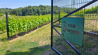 Виноробня Vino Demidi: як підприємець з Київщини перетворює село на винний курорт