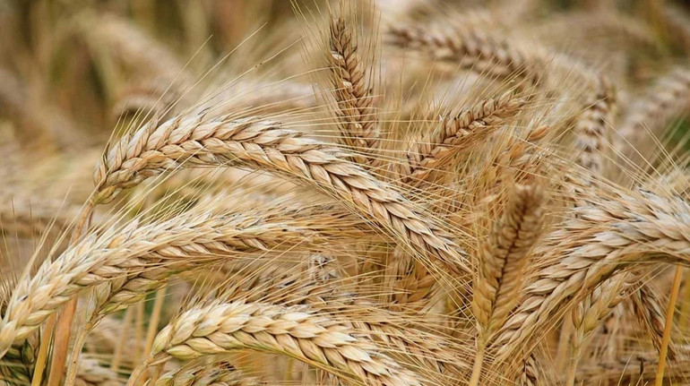 Цікавіше, ніж шлагбаум: нардеп розповів про схему на роботі Земельного банку