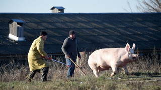 Свиной кризис: цены на сало прибавили четверть за год