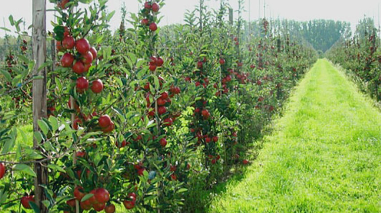 Розвиток садівництва: у Мінрозвитку уточнили умови надання грантів