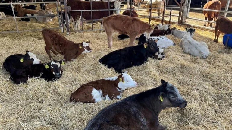 Держава компенсуватиме 50% вартості будівництва прифронтових ферм