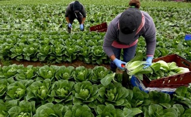 У НБУ розповіли, скільки грошей переказали заробітчани з початку року