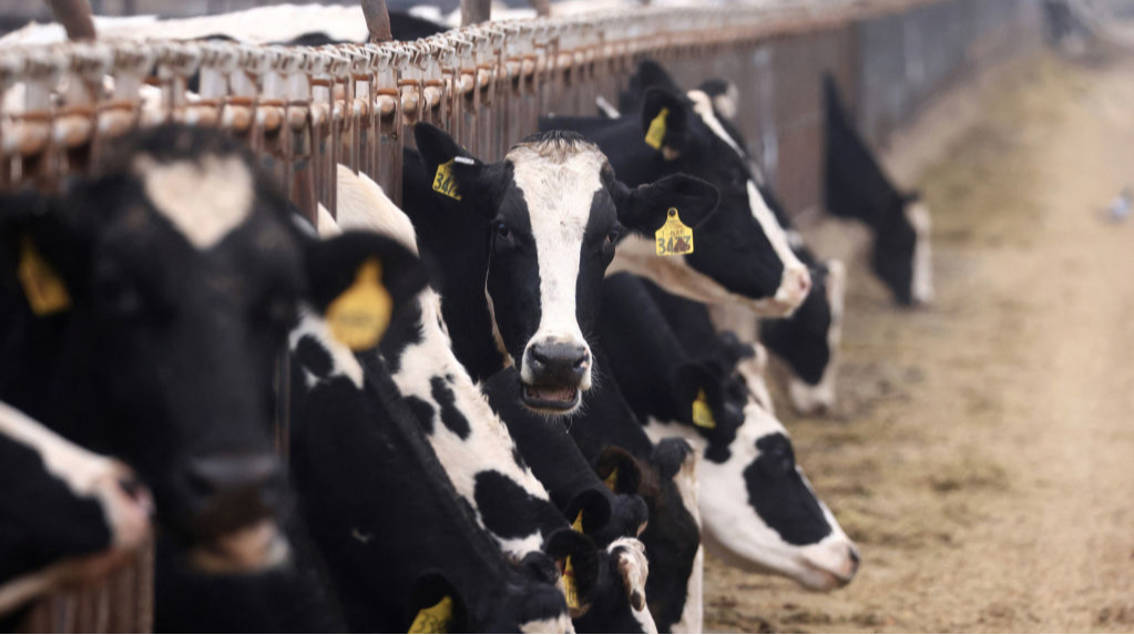 Василий Котилев, Академия аграрных наук, ферма, Черновцы, Буковина