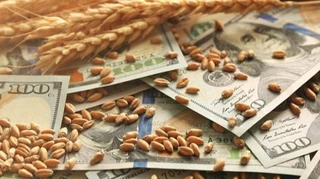 Нетипова ситуація: падіння експорту може призвести до рекордних залишків пшениці