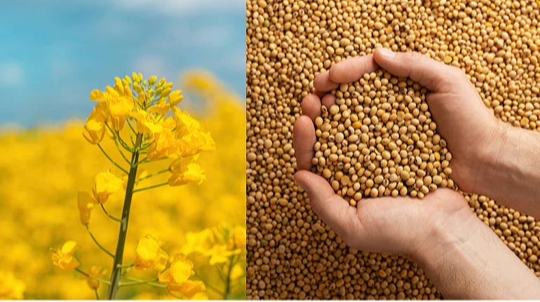 Мінус $200 млн за пів року: аграрії показали наслідки експортних мит на сою та ріпак