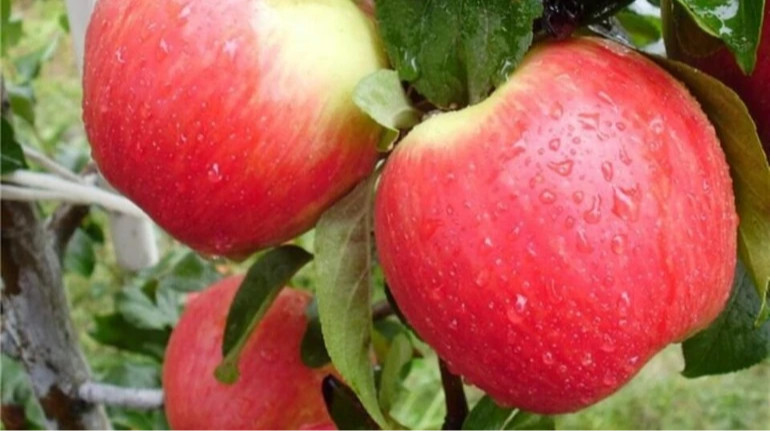 Гранти для садівників: Мінекономіки починає прийом заяв