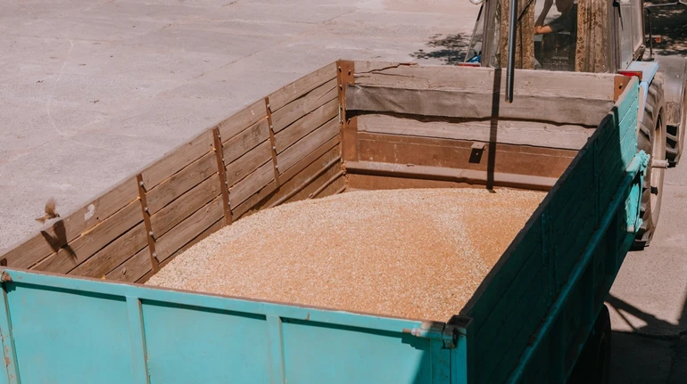 Скандал із зерновими оборудками: трейдери призупинили закупівлі зі сторонніх елеваторів