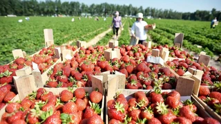 В Украине резко упали цены на клубнику: какова цена