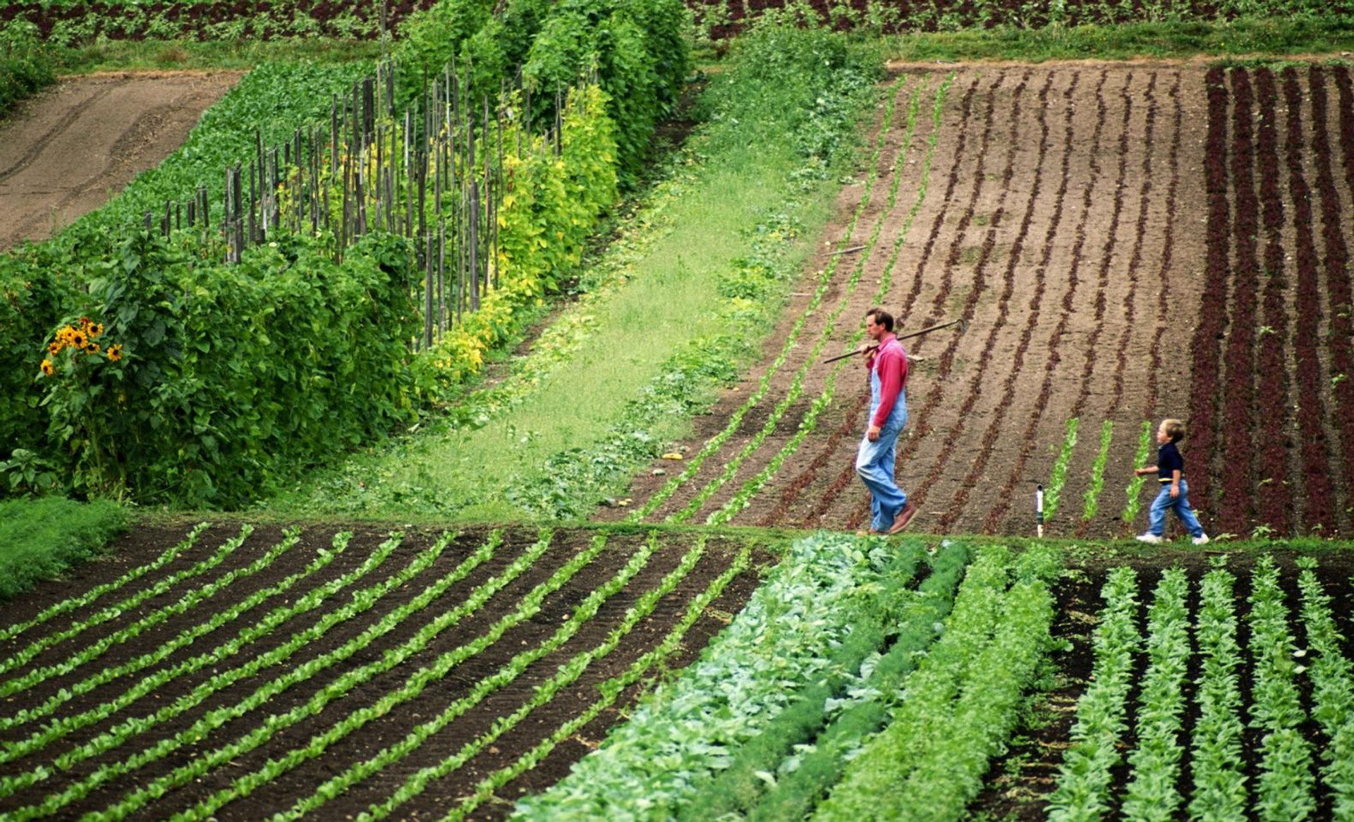 Чому ми підписали меморандум за скасування мораторію на продаж землі