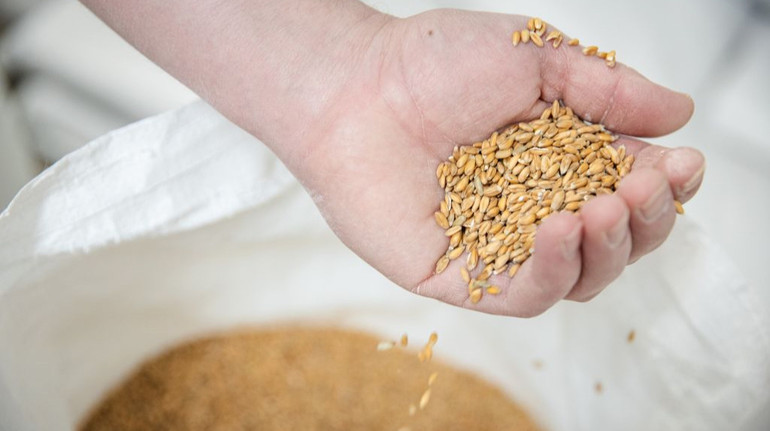 Експортера зерна оштрафували на пів мільярда: причина