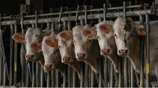 Свіжомолочні продукти можуть скоро подорожчати