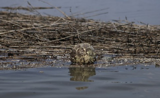 Без води. Як катастрофа на Каховській ГЕС може знищити овочівництво Півдня