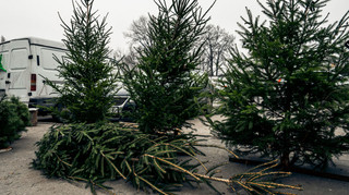 ГП Леса Украины озвучило цены на рождественские елки