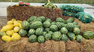 Тут хороший плюс. Як харківські фермери вирощують кавуни на Прикарпатті