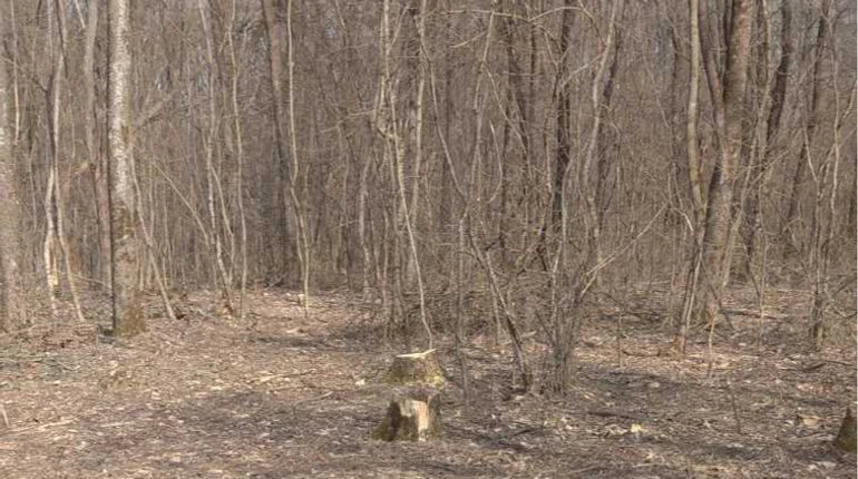Суд покарав сільраду, яка не врятувала дерева у заказнику Косюрівський