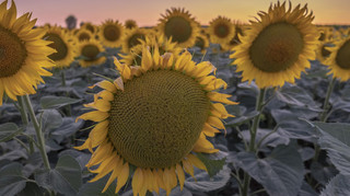 5 трендів, що змінюють агробізнес України