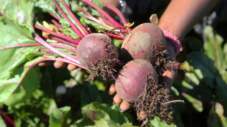 В Украине подешевела свекла: сколько стоит