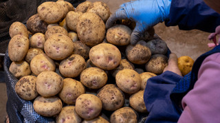 Ціни на картоплю в Україні знизились: скільки коштує овоч